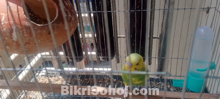 Budgerigar Running Pair